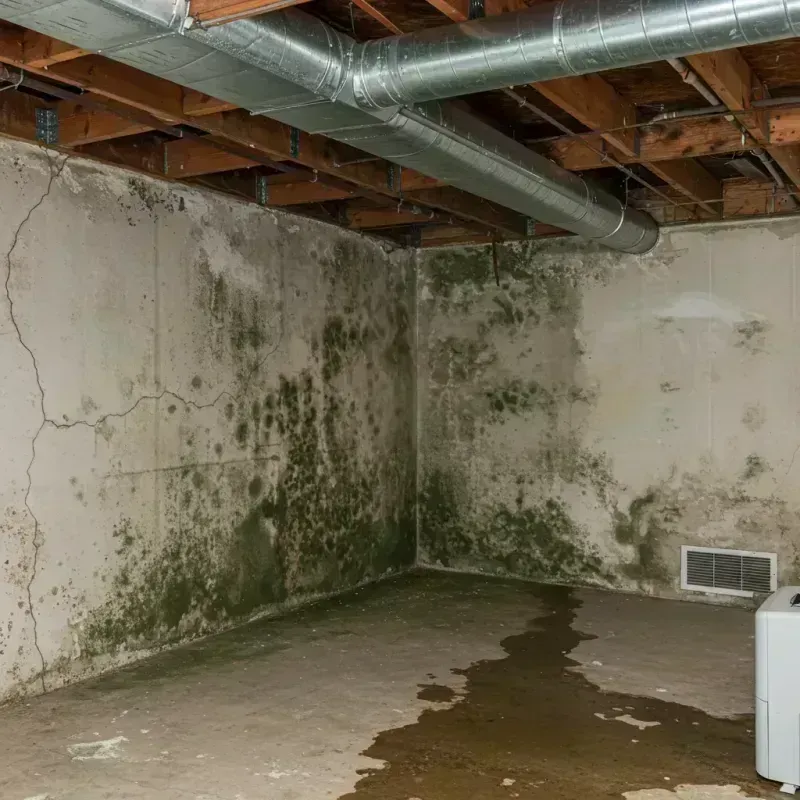 Professional Mold Removal in Lowell, NC